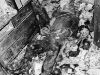 April 8, 1947, New York: View of the badly crushed and decomposed body of Langley Collyer, which was found in a two-foot wide tunnel burrowed through the fantastic junk in the Collyer mansion on Fifth Avenue.