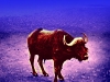 buffel-690
